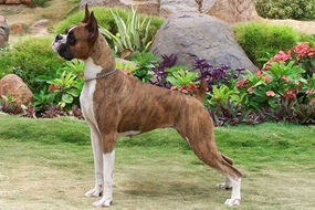 Boxer Köpeği Karakteri